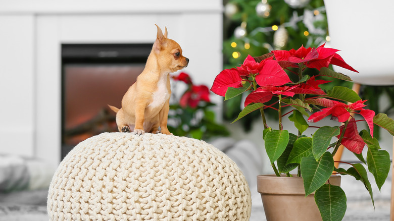 small chihuahua dog sitting next to poinsettia plant