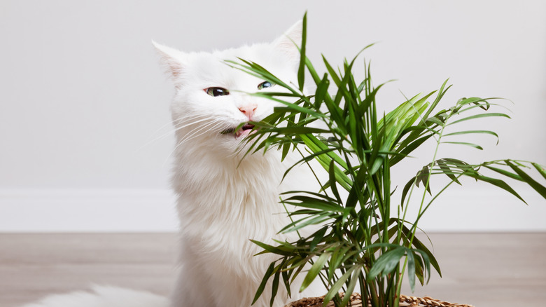 white cat chewing on pet-safe palm plant