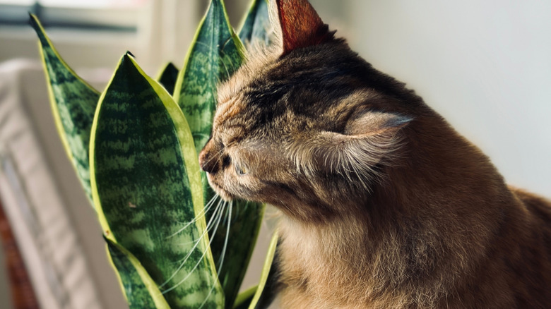 cat sniffing a snake plant