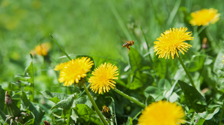 Dandelions growing in green grass attracting honeybees