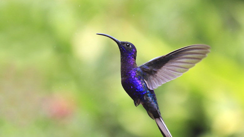 Hummingbird in flight