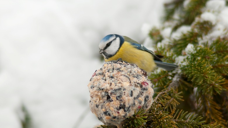 Bird on a fat ball