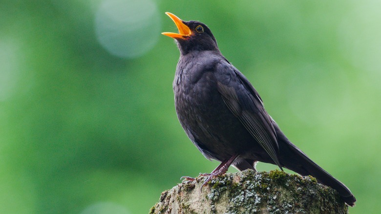 Blackbird with open beak