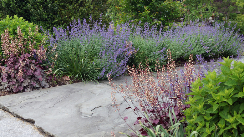 catmint blooming along a garden path