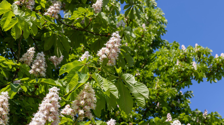 flowers on chestnut tree