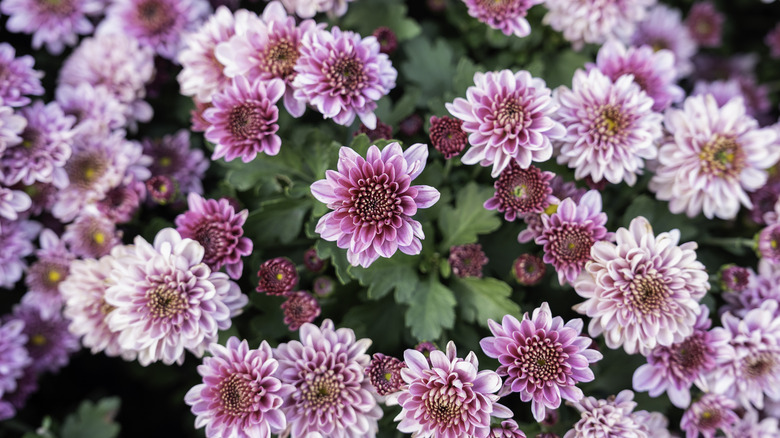 pink chrysanthemums in bloom