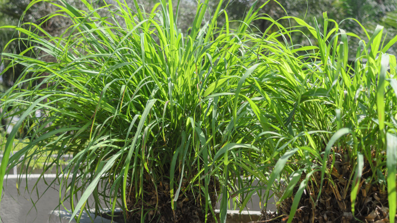 leafy citronella plants