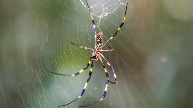 spider in web