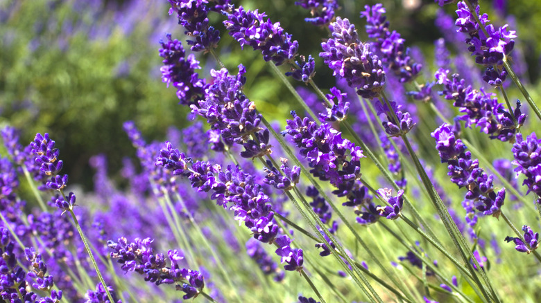 stalks of lavender in bloom