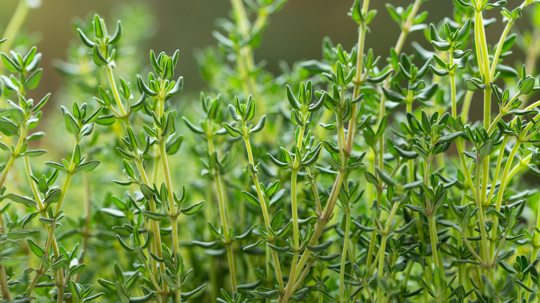 close-up of thyme