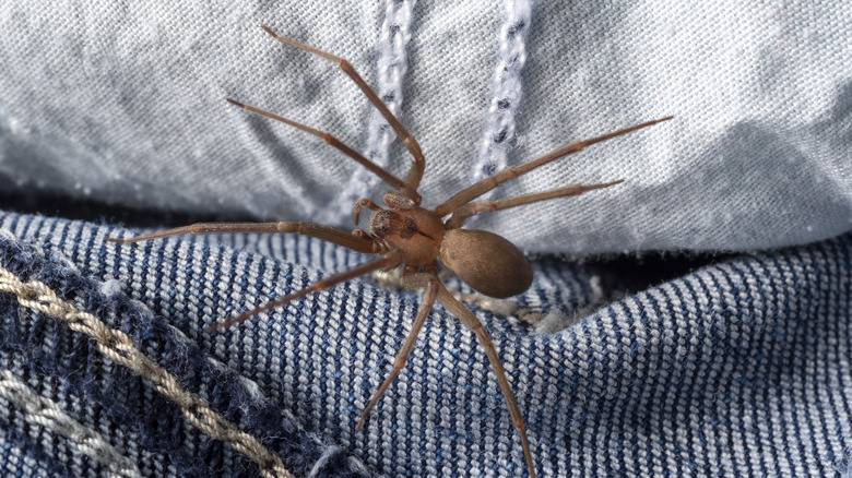 Brown recluse spider walking across a pair of jeans