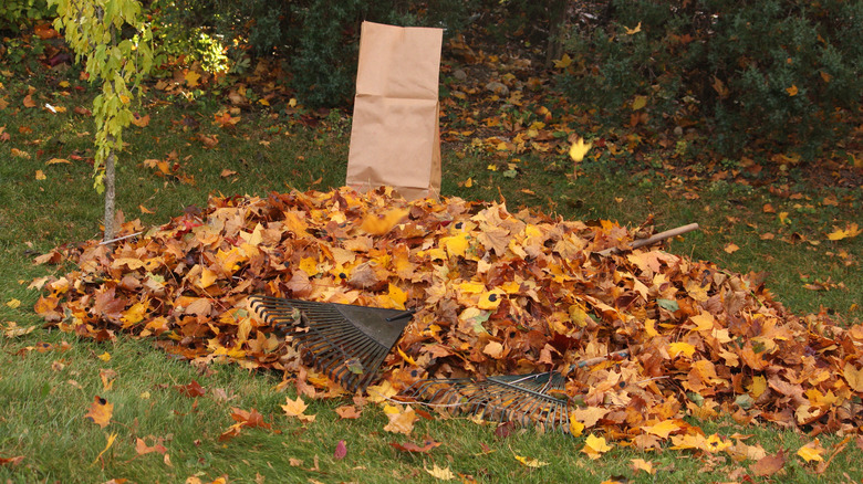 Large pile of maple leaves in yard with rakes