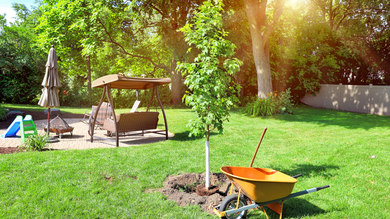 A recently planted maple tree next to wheelbarrow