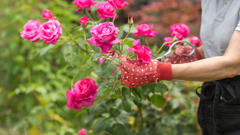 Person pruning roses in garden