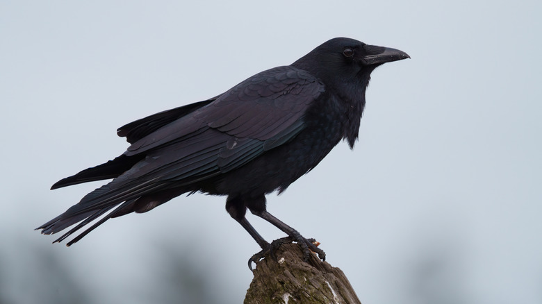 american crow on stump