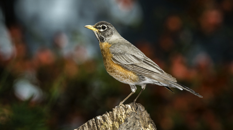 robin on tree stump