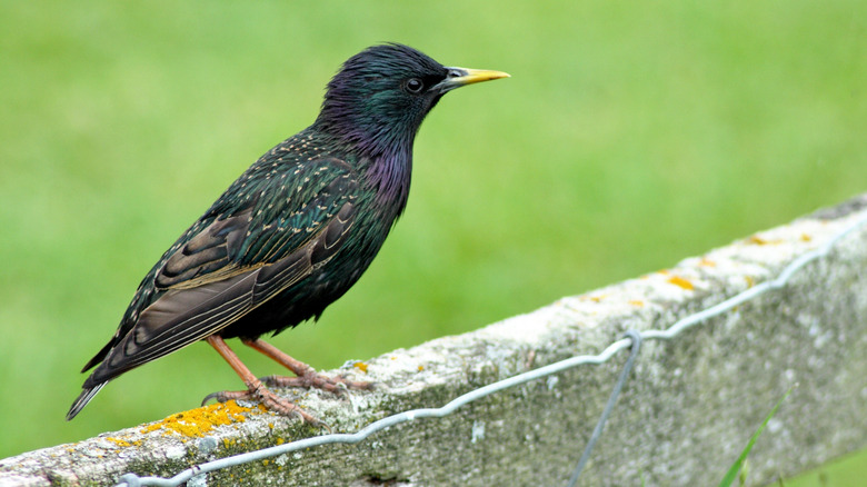 European starling on fence