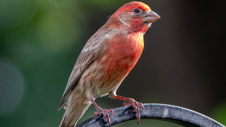 house finch perching