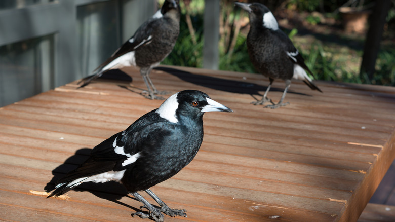 magpies on table