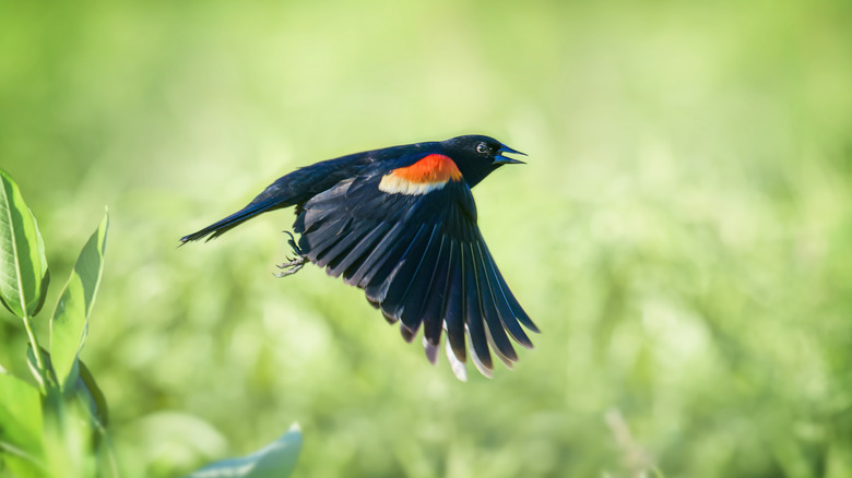 red-winged blackbird in flight