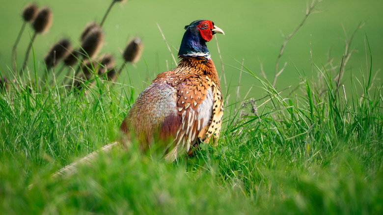 ring-necked pheasant in field