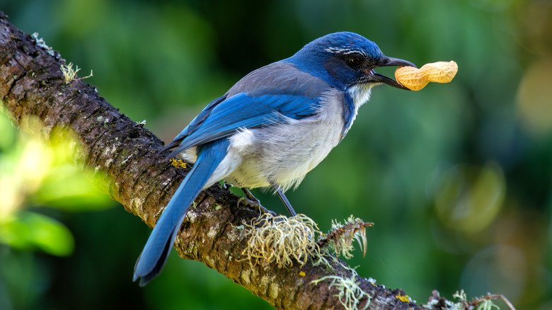 scrub jay holding peanut