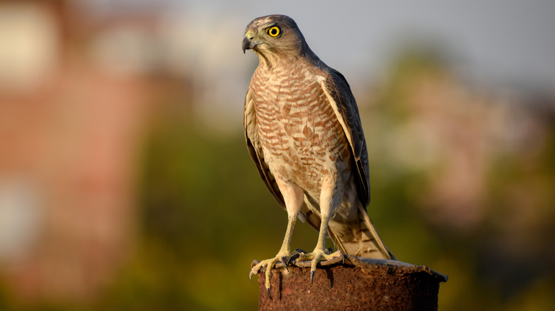 sharp-shinned hawk on post