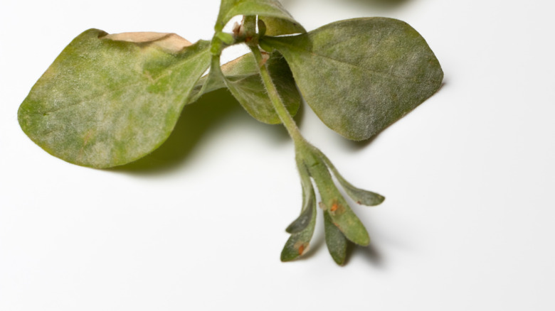 Petunia leaves powdery mildew