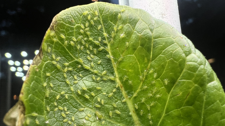 Aphids on green leaf