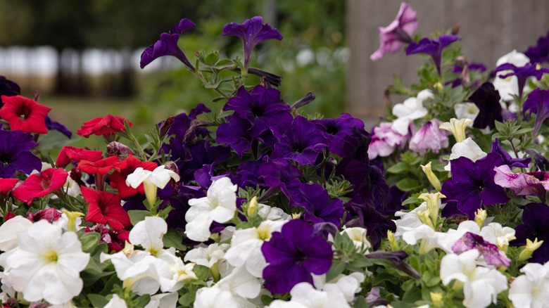 Multi-colored petunias