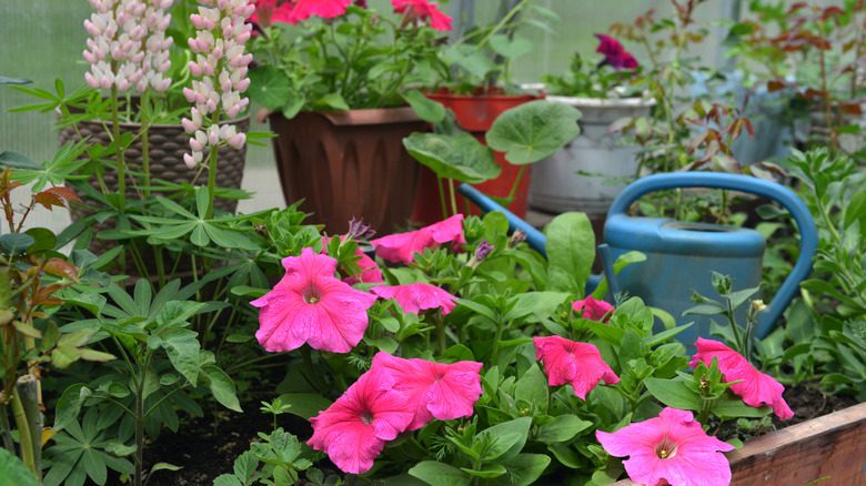 Watering can with petunias