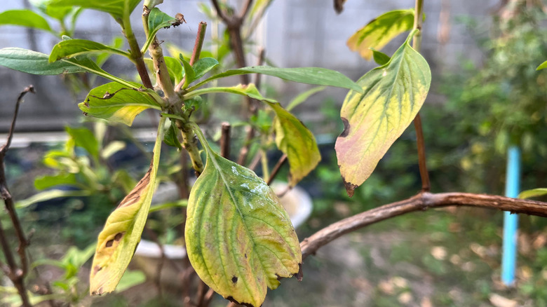 Leaf damage from thrips