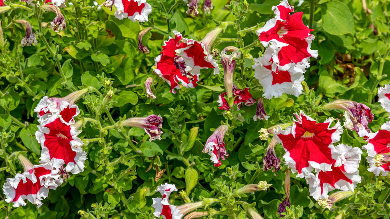 Wilted petunia flowers