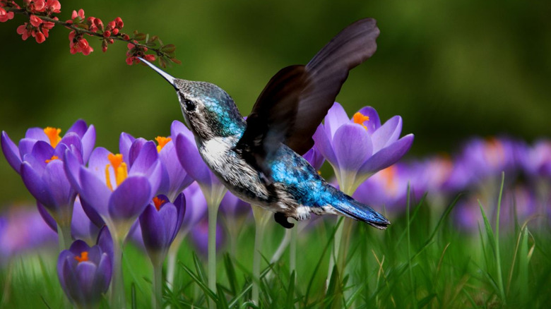 A blue-backed hummingbird eats from small red flowers as larger purple ones bloom in the background.