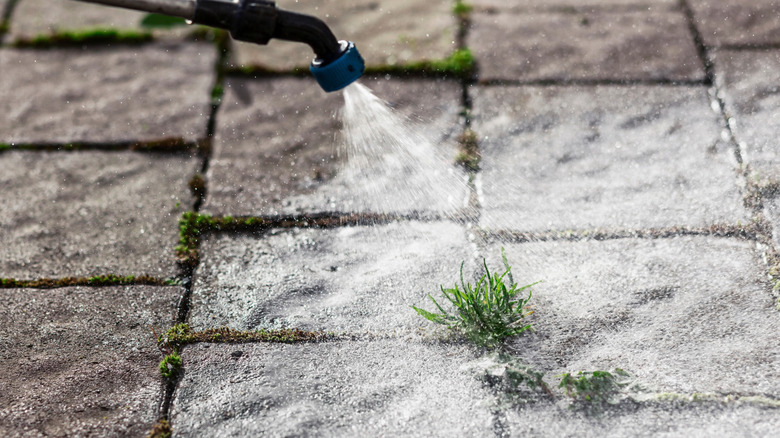 pesticide is sprayed on weeds sprouting between pavers