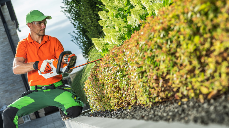 man using cordless hedge trimmer