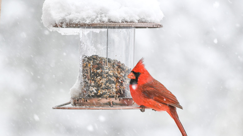 cardinal on a bird feeder during snow