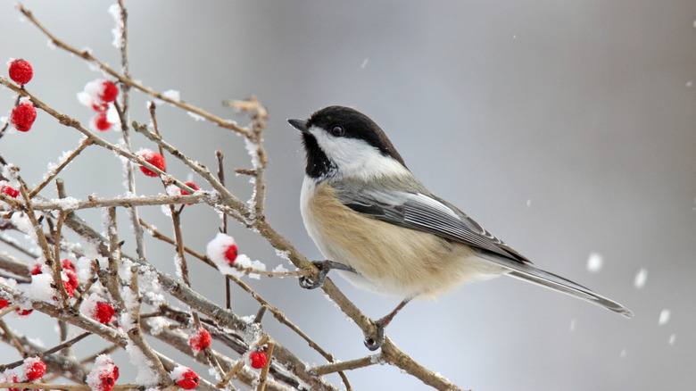 small bird on icy branch with red berries