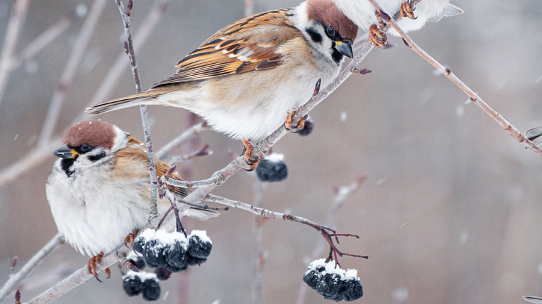 small birds perched on branch with blue chokeberries