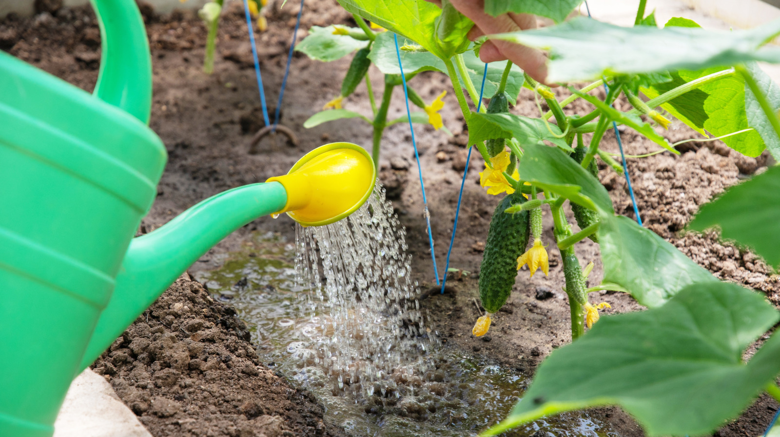 Cucumber Watering Mistakes That Are Sure To Kill Your Plants