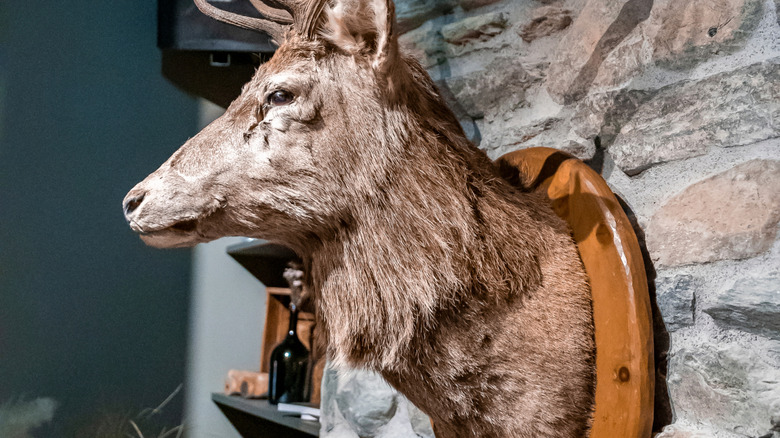 Mounted deer head on stone wall.