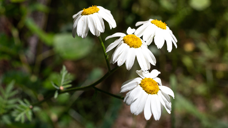 Chrysanthemums growing in garden