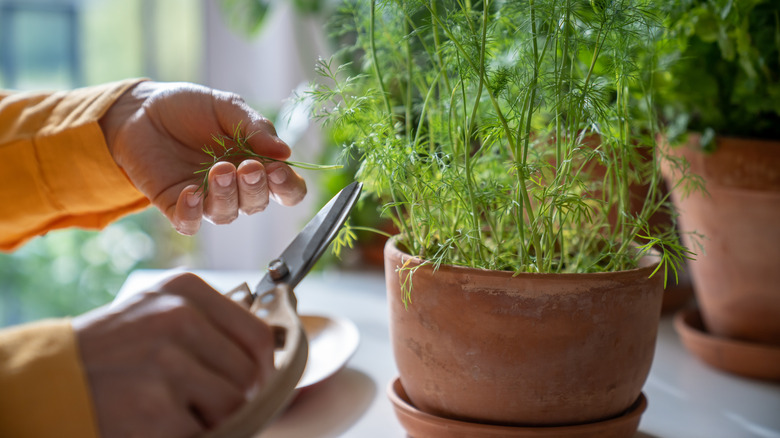 fresh dill being snipped