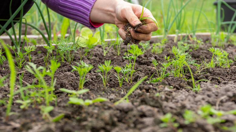 dill being planted in garden