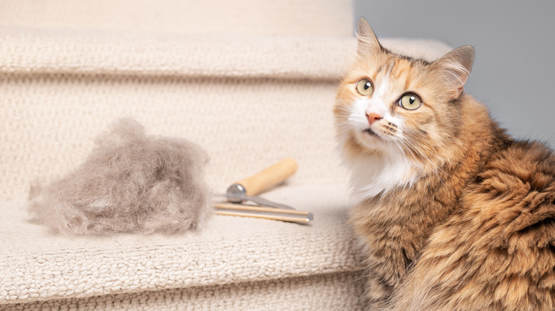 pet hair carpet rake with pile of fur and a cat sitting next to it