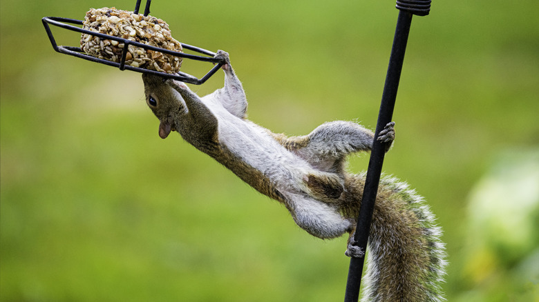 A squirrel is gripping a pole with its toes and grabbing a bird feeder. It is in a precarious position but is determined to get the bird food.