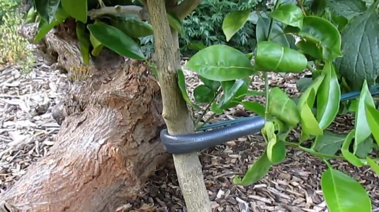 Tree strap from garden hose used on trunk of plant