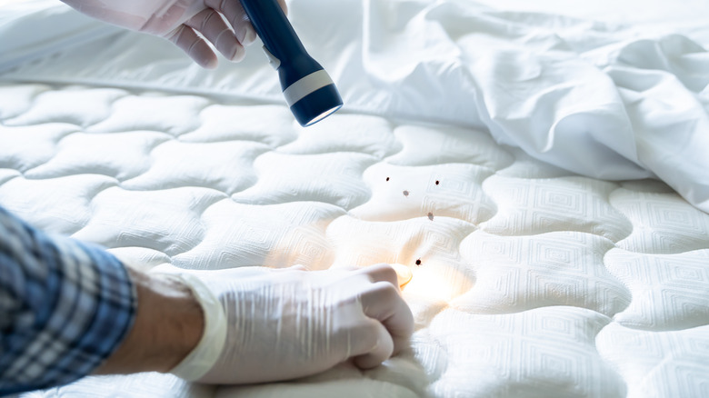 inspecting bed bugs with flashlight