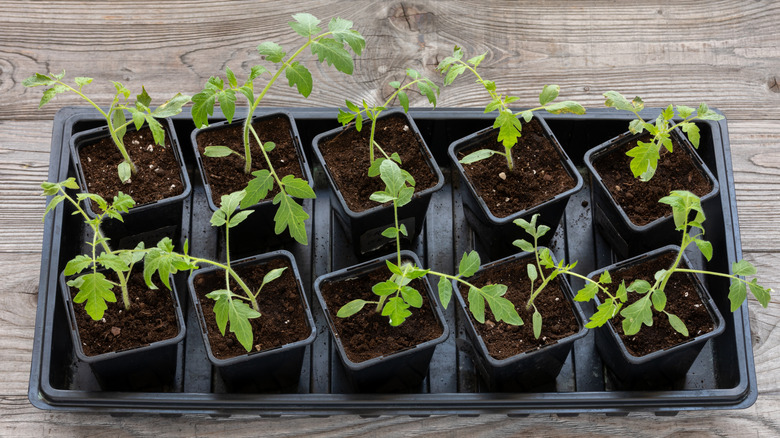 small plant seedlings