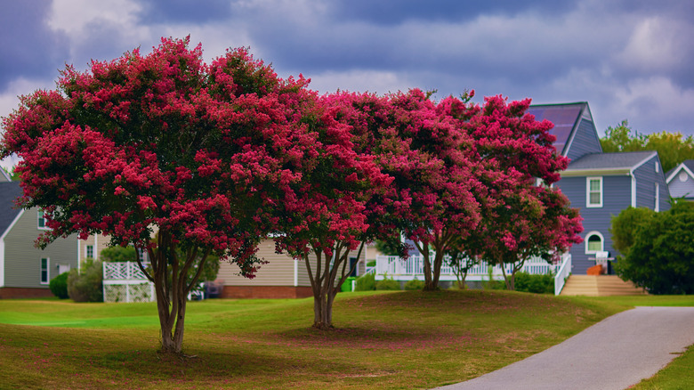 Well-pruned crape myrtles in bloom